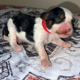Kennedy - Tri-color female Cavapoo puppy in Redding, California from Lipscomb Doodles