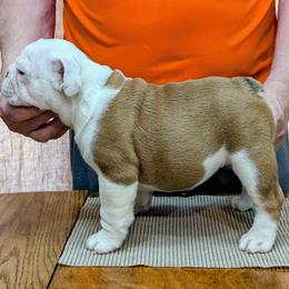 Black Male - Red and white male Bulldog puppy in Forsyth, Georgia from Evangeline Bulldogs