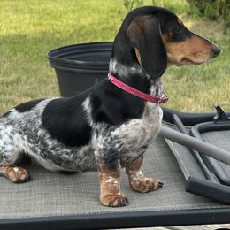 Fiona - Dachshund