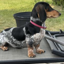 Fiona - Dachshund