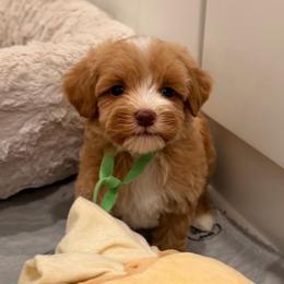 Emmett - Caramel male Australian Labradoodle puppy in Nashville, Tennessee from SF Australian Labradoodles