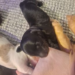 Mickey - Black and tan male Dachshund puppy in Lees Summit, Missouri from Castaneda Dachshunds