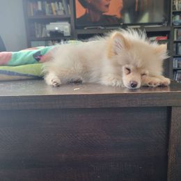 Penny - Pomeranian