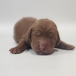 Jade - Red  female Goldendoodle puppy in Mocksville, North Carolina from Hunting Creek Farm & Kennel