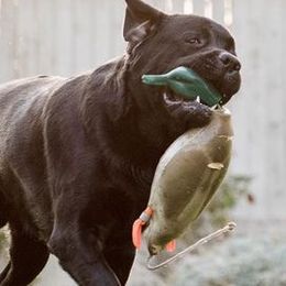 Labrador Retrievers from Judy Sarao's Labs