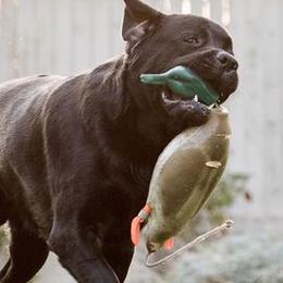 Labrador Retrievers from Judy Sarao's Labs