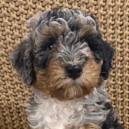 Luna Girl 3 - Blue merle female Bernedoodle puppy in Churchill County Fallon, Nevada from Card Family Ranch