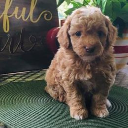Goldendoodles from Doodle Vibes of Delaware