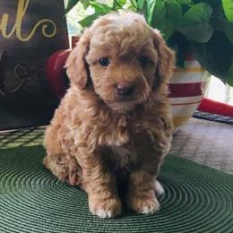 Goldendoodles from Doodle Vibes of Delaware