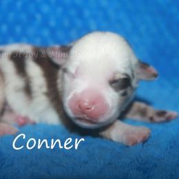 Conner - Red merle male Miniature Australian Shepherd puppy in Godley, Texas from Flying H Toy and Mini Aussies