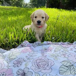 Golden Retriever Puppies from All shades Golden