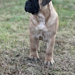 Bullmastiff and French Bulldog Puppies from Big Bully Nation