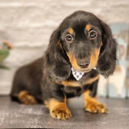 Dachshund Puppies from Madra's Dashing Doxies
