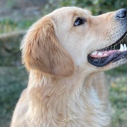 Lucy - Golden Retriever