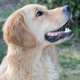 Lucy - Golden Retriever