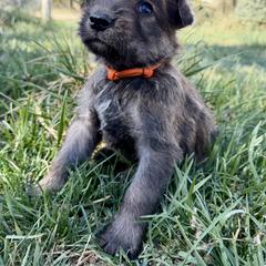 Orange male - Fawn male Berger Picard puppy in Albuquerque, New Mexico from Zia Picards Kennel