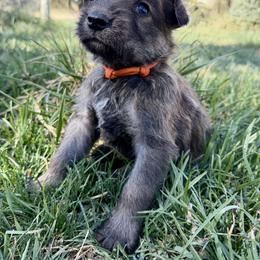 Orange male - Fawn male Berger Picard puppy in Albuquerque, New Mexico from Zia Picards Kennel
