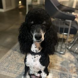Glinda - Poodle