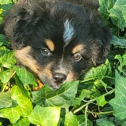 Aussiedoodle and Miniature Australian Shepherd Puppies from Cane Creek Aussies