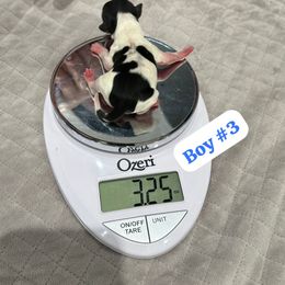 Biewer Terrier Puppies from Lozado’s Biewers