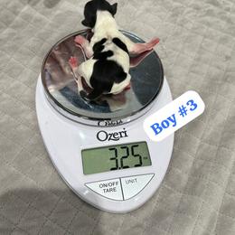 Biewer Terrier Puppies from Lozado’s Biewers