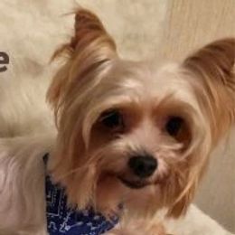 Chance - Yorkshire Terrier