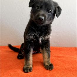 Purple - Bi-color female German Shepherd puppy in Buckeue, Arizona from Légende Vivante Du Chief Kennel