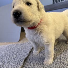 Kuvasz and Pumi Puppies from Ederra (Kuvasz and Pumi)