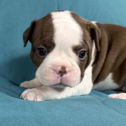 Noel - Red female Boston Terrier puppy in Kingsport, Tennessee from Dreamweaver Bostons