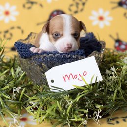 Mojo - Red white and sable Rat Terrier puppy in Dayton, Nevada from Battle Born Terriers