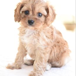 Tiffany - Red female Cavapoo puppy in Lawton, Oklahoma from Lindsey’s Cavies