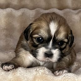 Darcy - Black gold and white female Shih Tzu puppy in Reading, Michigan from You Little Shih-tzu’s 😊