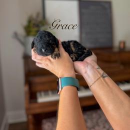Grace - Phantom female Bernedoodle puppy in Benton, Arkansas from Cozy Creek Doodles
