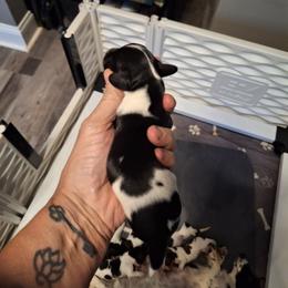 Female 2 Spot on right - Piebald female Dachshund puppy in Gordon, Georgia from Long Dogs Yellow Farm