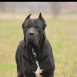 LA NOSTRA - Cane Corso
