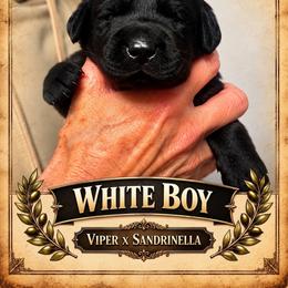 Black Boy 3 - Black male Labrador Retriever puppy in Bend, Oregon from Stirpe Corleone Labradors