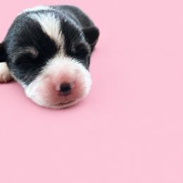 Merry - White and black female Pembroke Welsh Corgi puppy in Ramona, Oklahoma from Eden Farms Corgis