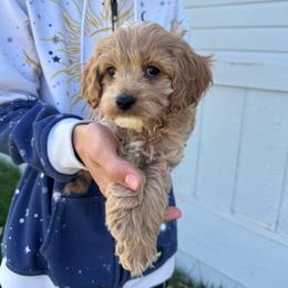 Ranger - Apricot male Cavapoo puppy in Cedar City, Utah from Baird Poodles and Doodles
