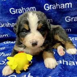 Black Collar - Black rust and white male Bernese Mountain Dog puppy in Comer, Georgia from Water Oak Farm