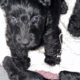 Alana - Silver brindle female Scottish Terrier puppy in Mancelona, Michigan from Stefany Farm of Happiness