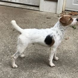 Baron - Jack Russell Terrier