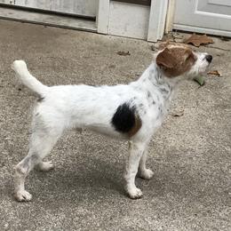 Baron - Jack Russell Terrier