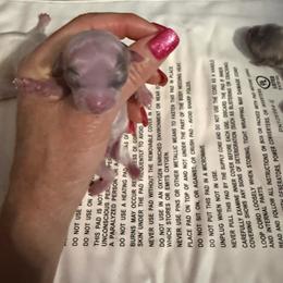 Thunder - Silver and white male Chihuahua puppy in Dime Box, Texas from Color Me Crazy Chihuahuas
