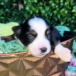 Miss Clover - Black tri female Toy Australian Shepherd puppy in Dolan Springs, Arizona from High Desert Companions