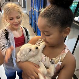 Golden Retriever Puppies from Golden Bunns Retrievers
