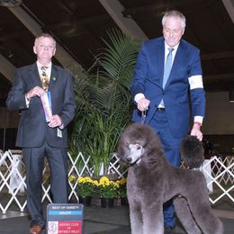 Chin Chin aka Silver Knight aka Mr. Beverly Hills - Poodle