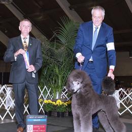 Chin Chin aka Silver Knight aka Mr. Beverly Hills - Poodle