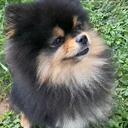 Miko - Pomeranian