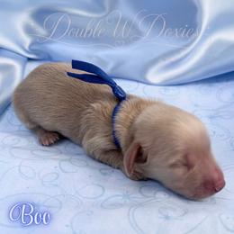 Boo - Cream male Dachshund puppy in Alto, Texas from Double W Doxies