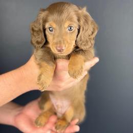 Odin - Chocolate and tan male Dachshund puppy in Huffman, Texas from Alex's Dachshunds